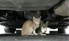 天冷了，開(kāi)車(chē)前記得先喚醒它們！