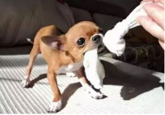  如何阻止狗狗亂咬家具？
