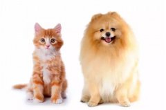 貓咪真的沒(méi)有狗狗忠誠嗎？