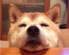 狗狗吃零食有什么注意事項？