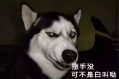 您家狗狗是不是也叫“撒手沒(méi)”？