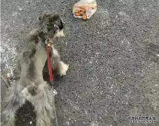 <b>狗狗亂撿東西吃怎么辦？——寵物百科知識</b>