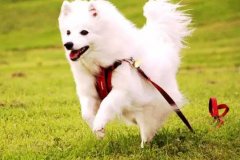 狗狗教會(huì )我們的人生道理，你做到了嗎？