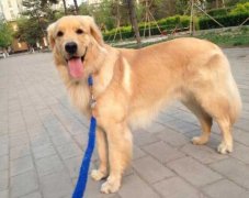 狗狗的品種，居然暴露了你的性格？
