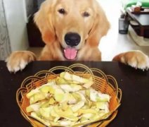 總被人問(wèn)：“你為什么愛(ài)狗？”因為……
