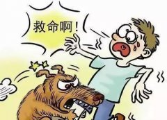 如遇惡犬咬人該怎么辦？這些知識也許能救命！