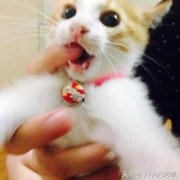 養貓后才會(huì )懂的7件事