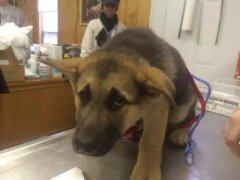 狗狗這么信任你，你怎么可以騙狗狗？！