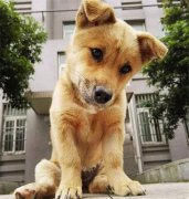 你眼中的土狗，它是我的家人！