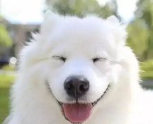 你是什么時(shí)候被你家狗撩到的？