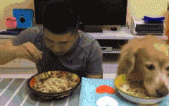 如果你家也有只吃貨狗狗，這點(diǎn)一定要注意！
