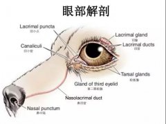 狗狗眼里常含淚水，是為愛(ài)感動(dòng)嗎？