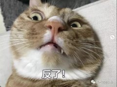 為何貓咪不喜被主人親吻？華興寵物食品