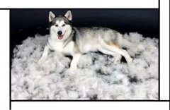 毛質(zhì)差、過(guò)度脫毛？華興重磅推出犬美毛處方糧