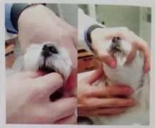 狗狗喂藥小技巧！ 華興寵物食品
