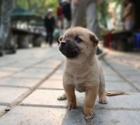 小奶狗剛到家一直叫怎么辦？