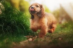 帶狗出門(mén)的五大注意事項，做個(gè)合格的養犬人
