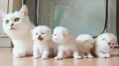 貓咪一生要經(jīng)歷的六個(gè)階段，你家貓處于哪個(gè)時(shí)期？