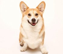 小型犬有非常特殊的需求需要特別照顧,你知道嗎？
