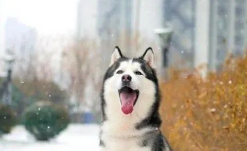 狗狗愛(ài)叫怎么辦？這六招，教給你
