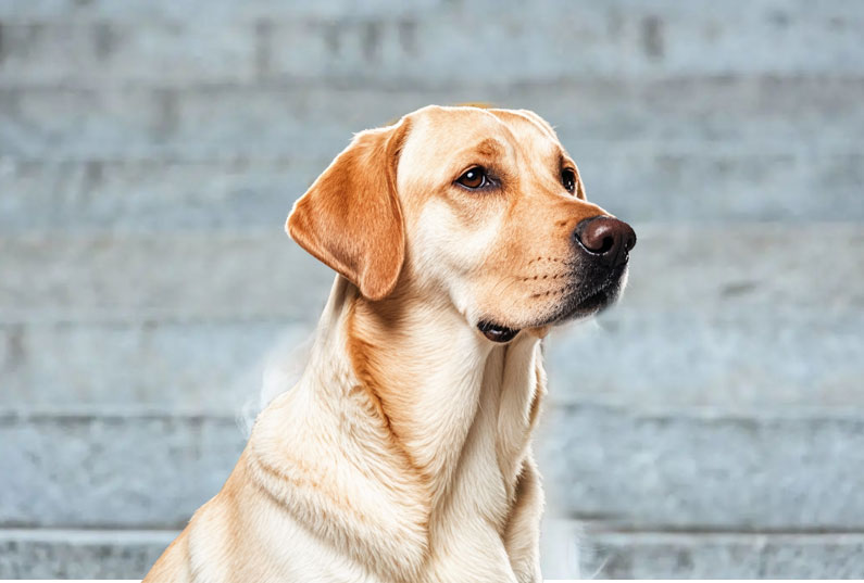 拉布拉多犬好養嗎？看完它的優(yōu)缺點(diǎn)你就知道了