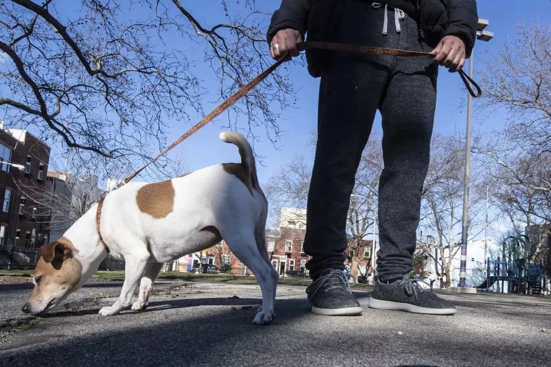 文明養犬知多少？切記做到“寵愛(ài)”有方~